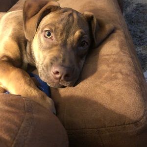 Meet your Posher, Jessie